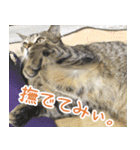 猫カフェロンロン広島店スタンプ（個別スタンプ：31）