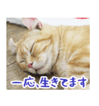 猫カフェロンロン広島店スタンプ（個別スタンプ：33）