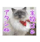 猫カフェロンロン広島店スタンプ（個別スタンプ：34）