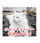 猫カフェロンロン広島店スタンプ（個別スタンプ：35）