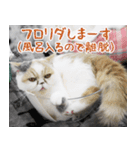 猫カフェロンロン広島店スタンプ（個別スタンプ：36）