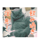 猫カフェロンロン広島店スタンプ（個別スタンプ：38）