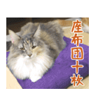 猫カフェロンロン広島店スタンプ（個別スタンプ：39）