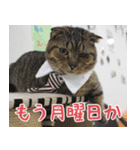 猫カフェロンロン広島店スタンプ（個別スタンプ：40）