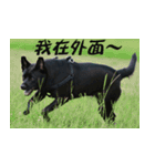 Taiwan Mix cha Yu Fu（個別スタンプ：3）
