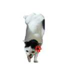 Taiwan Mix cha Yu Fu（個別スタンプ：12）