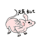 モデル生物のみなさま（個別スタンプ：29）