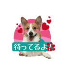 黒崎雨流斗と愛犬+その他（個別スタンプ：6）