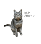 NORI-NORINORICHANG 猫はハミル（個別スタンプ：2）