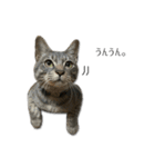 NORI-NORINORICHANG 猫はハミル（個別スタンプ：3）