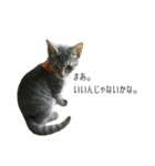 NORI-NORINORICHANG 猫はハミル（個別スタンプ：10）