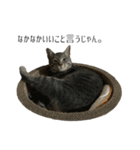NORI-NORINORICHANG 猫はハミル（個別スタンプ：12）