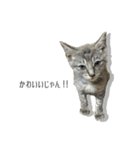 NORI-NORINORICHANG 猫はハミル（個別スタンプ：13）