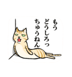 ねこのチャロさん（個別スタンプ：27）