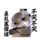 Kung Fu Otter（個別スタンプ：5）