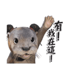 Kung Fu Otter（個別スタンプ：10）