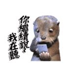 Kung Fu Otter（個別スタンプ：14）