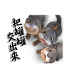 Kung Fu Otter（個別スタンプ：18）