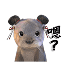 Kung Fu Otter（個別スタンプ：31）