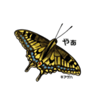鱗翅目スタンプ〜日本の蝶と蛾〜（個別スタンプ：1）