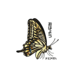 鱗翅目スタンプ〜日本の蝶と蛾〜（個別スタンプ：2）