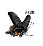 鱗翅目スタンプ〜日本の蝶と蛾〜（個別スタンプ：3）