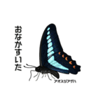 鱗翅目スタンプ〜日本の蝶と蛾〜（個別スタンプ：7）