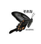 鱗翅目スタンプ〜日本の蝶と蛾〜（個別スタンプ：8）