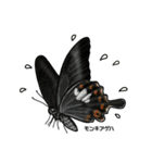 鱗翅目スタンプ〜日本の蝶と蛾〜（個別スタンプ：11）