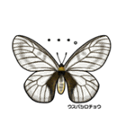 鱗翅目スタンプ〜日本の蝶と蛾〜（個別スタンプ：12）