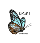 鱗翅目スタンプ〜日本の蝶と蛾〜（個別スタンプ：14）