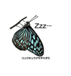 鱗翅目スタンプ〜日本の蝶と蛾〜（個別スタンプ：15）