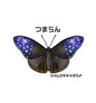 鱗翅目スタンプ〜日本の蝶と蛾〜（個別スタンプ：16）