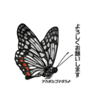 鱗翅目スタンプ〜日本の蝶と蛾〜（個別スタンプ：17）