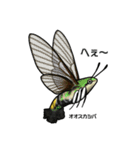 鱗翅目スタンプ〜日本の蝶と蛾〜（個別スタンプ：20）