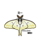 鱗翅目スタンプ〜日本の蝶と蛾〜（個別スタンプ：22）