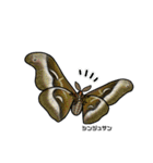 鱗翅目スタンプ〜日本の蝶と蛾〜（個別スタンプ：24）