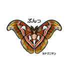鱗翅目スタンプ〜日本の蝶と蛾〜（個別スタンプ：25）