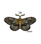 鱗翅目スタンプ〜日本の蝶と蛾〜（個別スタンプ：28）