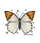 鱗翅目スタンプ〜日本の蝶と蛾〜（個別スタンプ：31）