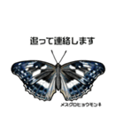 鱗翅目スタンプ〜日本の蝶と蛾〜（個別スタンプ：32）