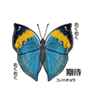 鱗翅目スタンプ〜日本の蝶と蛾〜（個別スタンプ：33）