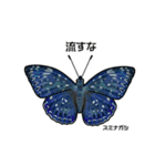 鱗翅目スタンプ〜日本の蝶と蛾〜（個別スタンプ：34）