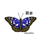 鱗翅目スタンプ〜日本の蝶と蛾〜（個別スタンプ：35）