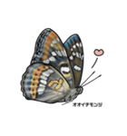 鱗翅目スタンプ〜日本の蝶と蛾〜（個別スタンプ：36）