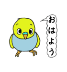 インコのきき（個別スタンプ：1）