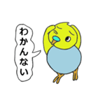 インコのきき（個別スタンプ：12）