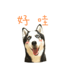 "Oreo"Husky Knight daily life.（個別スタンプ：4）