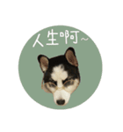 "Oreo"Husky Knight daily life.（個別スタンプ：6）