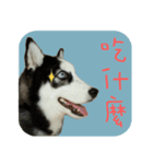 "Oreo"Husky Knight daily life.（個別スタンプ：7）